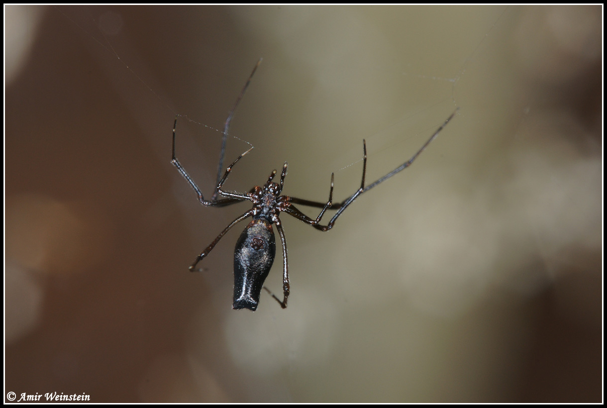 Neospintharus sp.  e Argyrodes sp.?